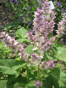 Salvia Sclarea