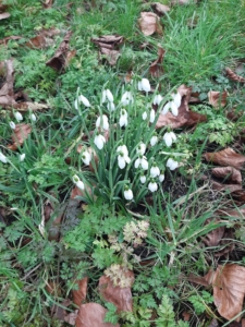 Most of the snowdrop species flower in winter. In the language of flowers, the snowdrop is synonymous with 'hope', as it is seen as 'heralding' the new spring and new year. 